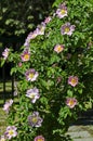 Bush with fresh bloom of wild rose, brier or Rosa canina flower in the garden