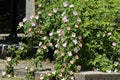 Bush with fresh bloom of wild rose, brier or Rosa canina flower in the garden