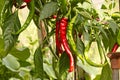 Bush fresh chilli pepper