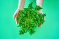 Bush of fresh green lettuce salad in hands on green background