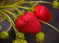 Bush of fresh red strawberry on straw, hay in summer garden