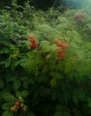 A bush with fresh ripe raspbery