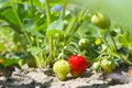 Bush of fresh sweet red strawberry plant. Wild ripe bright berries with green leaves in a garden