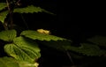 a bush frog shot in munnar in kerala Royalty Free Stock Photo