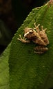 a bush frog shot in munnar in kerala Royalty Free Stock Photo