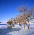 Bush in the frozen river