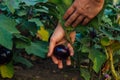 Bush full of eggplant fruits in the garden. Male hand harvests vegetables. Farmers hands with freshly picked eggplants. Royalty Free Stock Photo