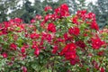 Bush full of small beautiful fresh scarlet tea roses with green background.