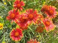 Bush gaillardia aristata with red and yellow flowers Royalty Free Stock Photo