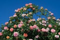 The bush of the garden climbing rose