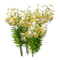 Lily. Cutout yellow flowers. Flower bed isolated on white background Royalty Free Stock Photo