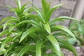 The bush of a garden lily. Fritillaria imperialis. Daylily sprout on a fonzemly. One of the stages of the flower growth is the Tsa