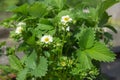 Bush garden strawberry blooms in the garden in a vegetable garden in the summer