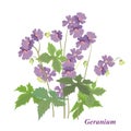 Bush geranium