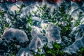 Bush Glows Brightly On Snow Covered Foggy Christmas evening Royalty Free Stock Photo