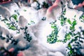 Bush Glows Brightly On Snow Covered Foggy Christmas evening Royalty Free Stock Photo