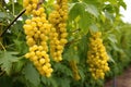 a bush of gooseberries with bright yellow ready-to-harvest fruit