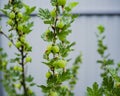 Bush of gooseberries Ribes uva-crispa with green immature berr