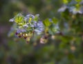 Bush of gooseberry branches leaves blossom green pink blur background