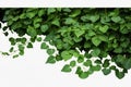 Bush grape or three-leaved wild vine ivy plant bush, nature frame jungle border Generative AI.