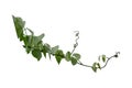 Bush grape or three-leaved wild vine cayratia Cayratia trifolia liana ivy plant bush, nature frame jungle border isolated on