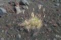 A bush of grass grows among volcanic rocks and ash