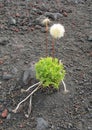 A bush of grass grows among volcanic rocks and ash