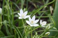 white spring blooming grass lily with a tiny insect inside Royalty Free Stock Photo
