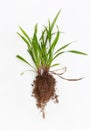 Medicinal plant Wheatgrass with root on white background Royalty Free Stock Photo