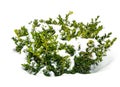 Bush green boxwood under snow