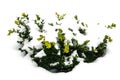 Bush green boxwood under snow