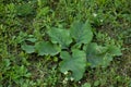 Bush of green burdock and chamomile in the grass, top view Royalty Free Stock Photo