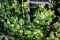 Bush of green garden plant near metal fence