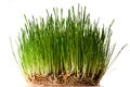 Bush of green grass Royalty Free Stock Photo