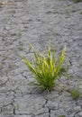 Bush of green grass and the dry earth.