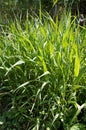 A bush of green grass with long thin leaves