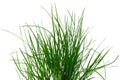 Bush of green juicy grass isolated on white or transparent background Royalty Free Stock Photo