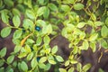 A bush of green leaves of blueberries with ripe berries close-up. Selective focus macro shot with shallow DOF