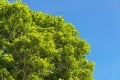 Bush green leaves and branches of treetop on blue sky