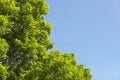 Bush green leaves and branches of treetop on blue sky