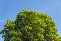 Bush green leaves and branches of treetop on blue sky