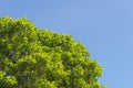 Bush green leaves and branches of treetop on blue sky