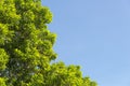 Bush green leaves and branches of treetop on blue sky