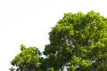 Bush green leaves and branches of treetop isolated on white background