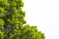 Bush green leaves and branches of treetop on white background