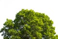 Bush green leaves and branches of treetop on white background