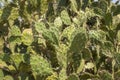 Bush of green leaves of a cactus close up. prickly pear cactus Royalty Free Stock Photo