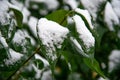 Bush with green leaves covered with snow. Snow covered leaves in winter Royalty Free Stock Photo