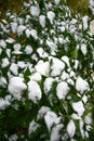 Bush with green leaves covered with snow. Snow covered leaves in winter Royalty Free Stock Photo