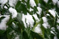 Bush with green leaves covered with snow. Snow covered leaves in winter Royalty Free Stock Photo